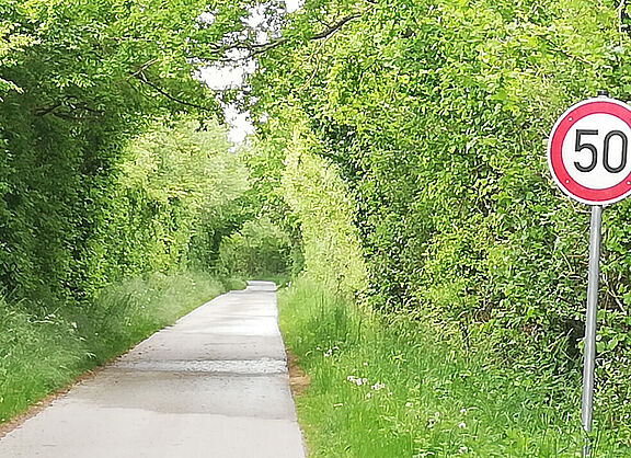 Bäume überwachsen eine kleine Straße bei Behlendorf wie ein grüner Tunnel